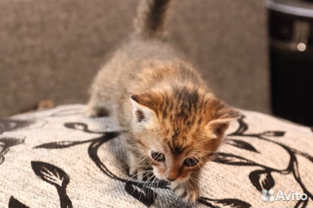 Камышовая кошечка (котята в дар) купить на Зозу.ру - фотография № 3