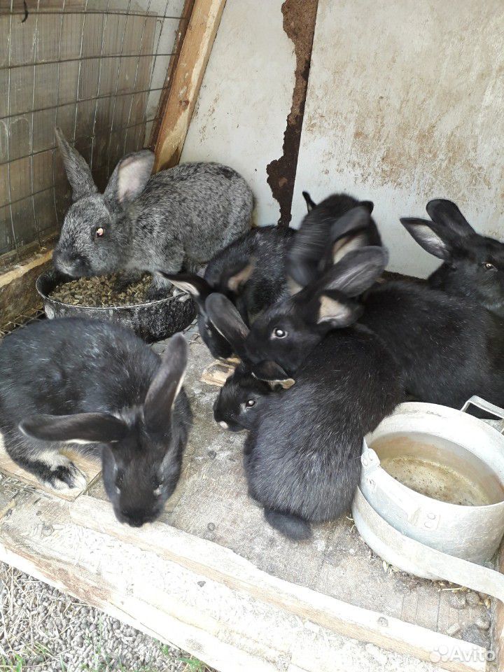 Продам крольчат от 1 мес. до 2 мес купить на Зозу.ру - фотография № 2