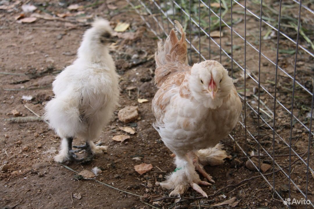 Продам месячных цыплят фаверолей купить на Зозу.ру - фотография № 1