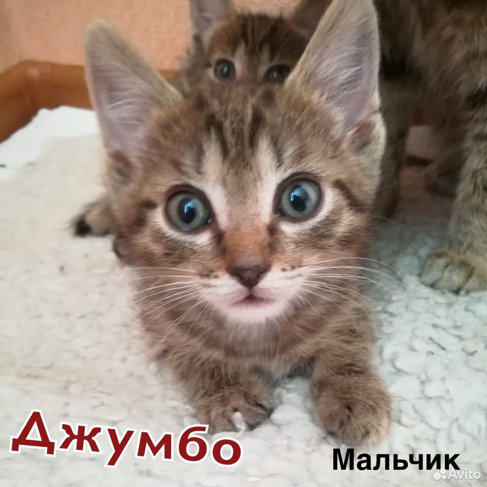 Котята мальчики 1,5 мес купить на Зозу.ру - фотография № 2