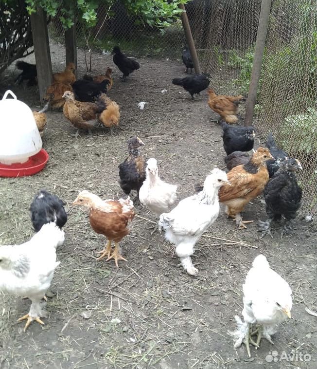 Цыплята кур несушек месячные купить на Зозу.ру - фотография № 3