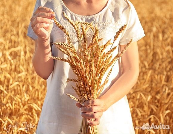 Пшеница и зерносмесь купить на Зозу.ру - фотография № 2