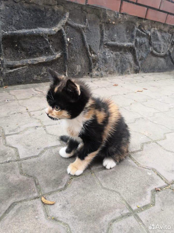 Котенок 1.5 месяца купить на Зозу.ру - фотография № 4