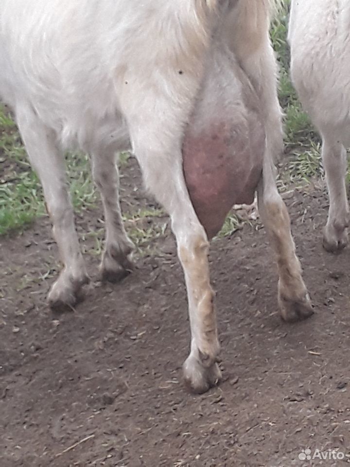 Молочная коза купить на Зозу.ру - фотография № 3