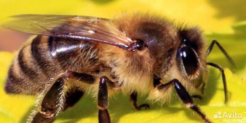Пчелы многокорпусного содержания купить на Зозу.ру - фотография № 2