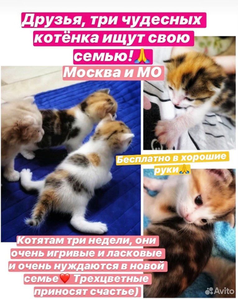 Котята в добрые руки Москва и мо купить на Зозу.ру - фотография № 1