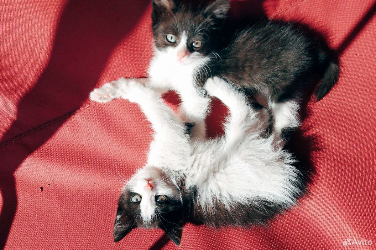 Кошки котята купить на Зозу.ру - фотография № 2