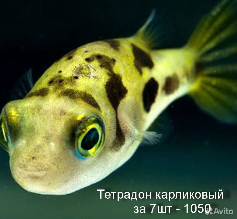 Креветки, раки, рыбки, растения купить на Зозу.ру - фотография № 2