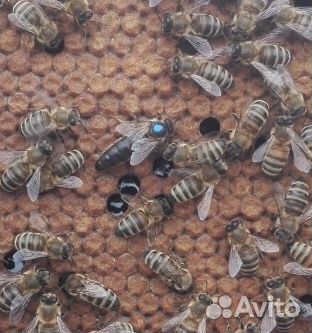 Пчеломатки Карника купить на Зозу.ру - фотография № 1