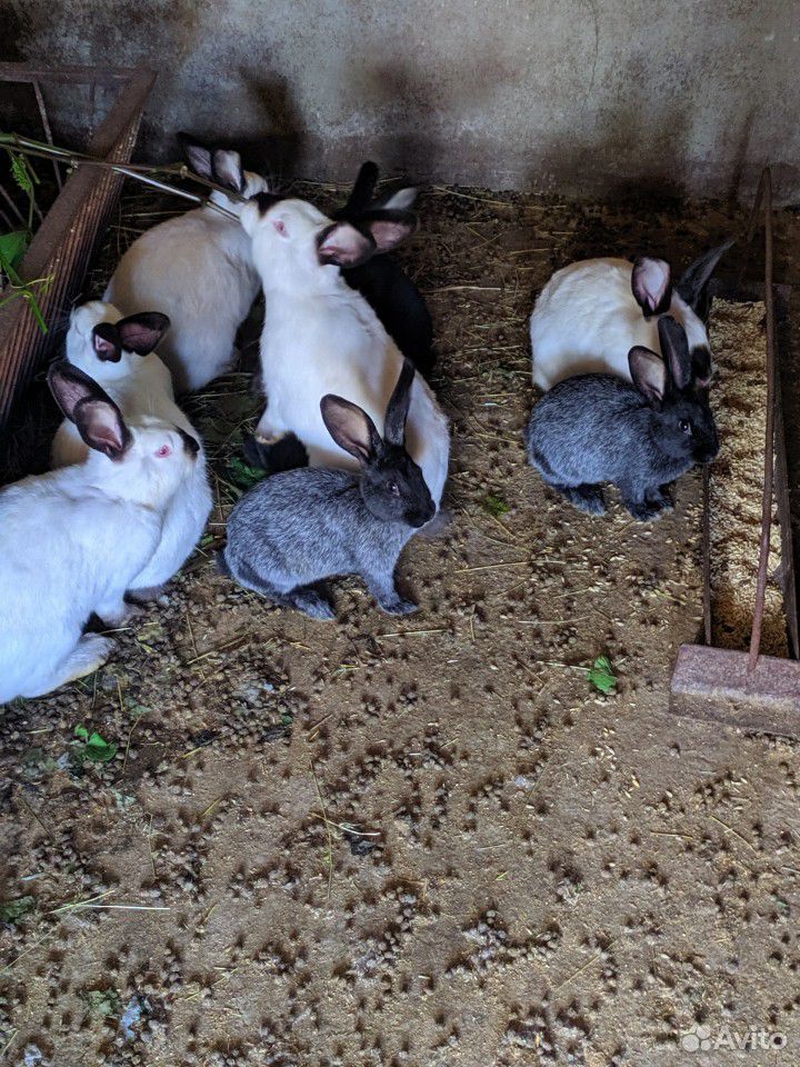 Кролики на племя купить на Зозу.ру - фотография № 5