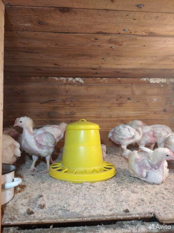 Мясо цыплят бройлеров,кур купить на Зозу.ру - фотография № 3