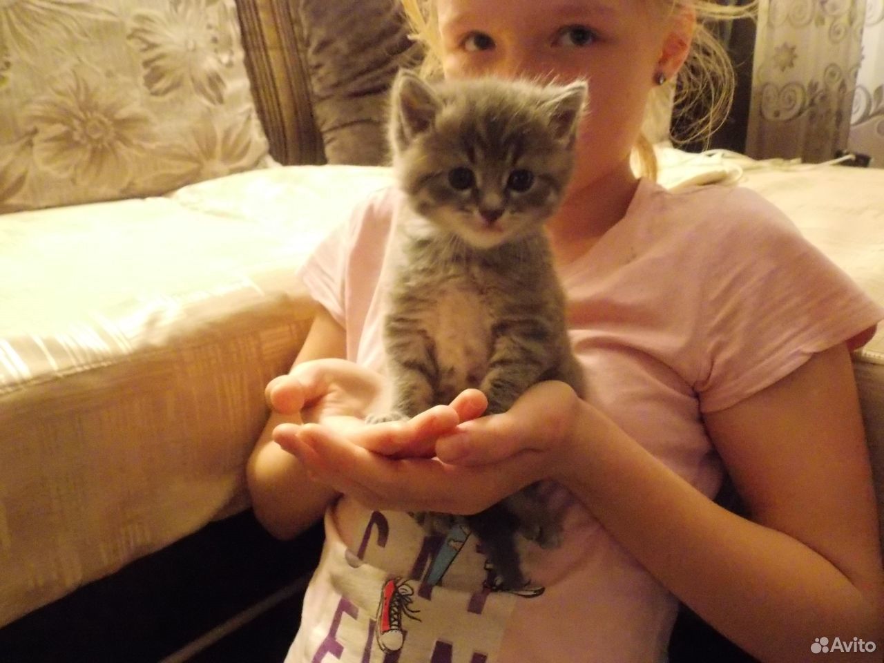 Котик сибирский купить на Зозу.ру - фотография № 1