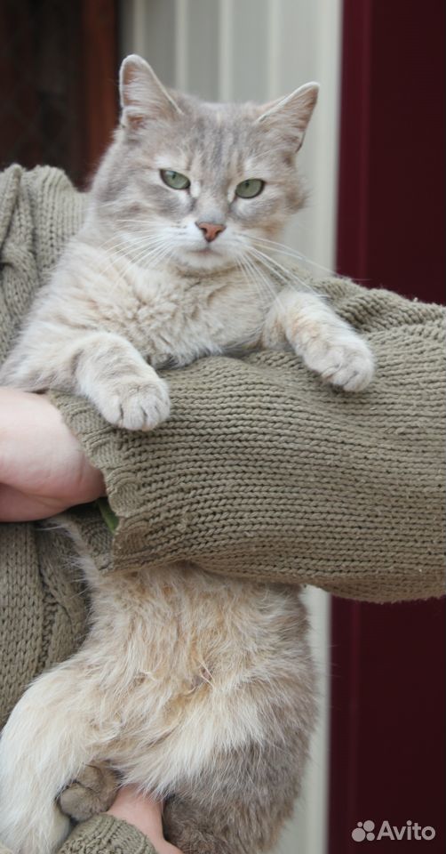 Отдам Сибирских котят купить на Зозу.ру - фотография № 5