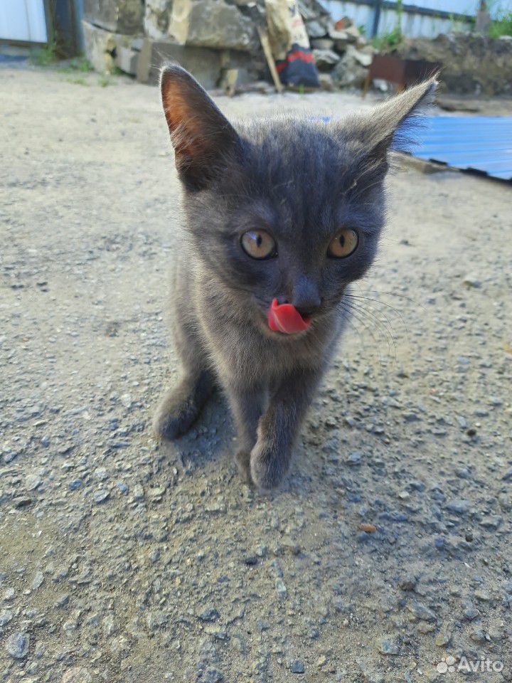 Котёнок "найдёныш" помесь с британской голубой купить на Зозу.ру - фотография № 2