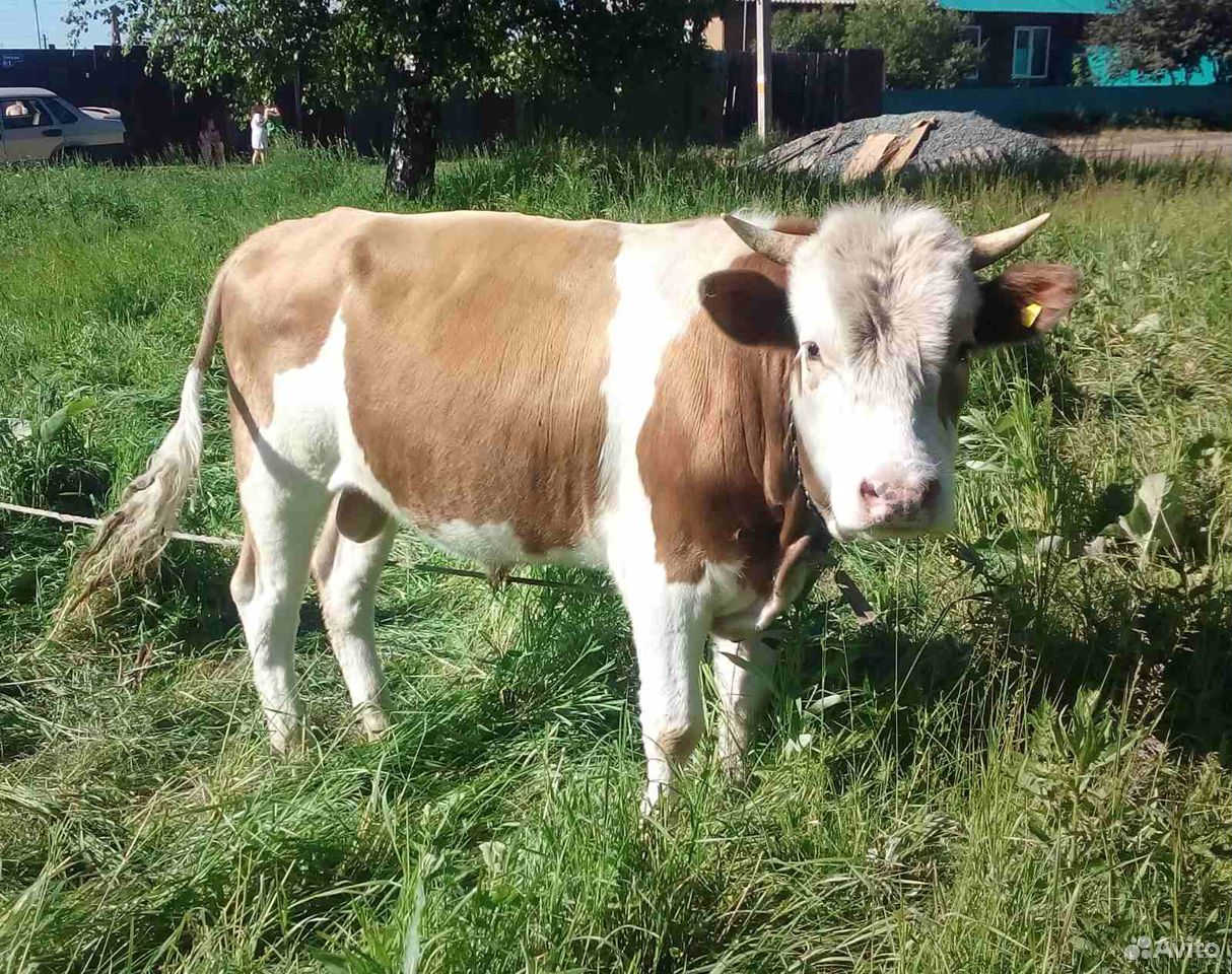 Продаю коров, быка и два телёнка описание: продаю купить на Зозу.ру - фотография № 1