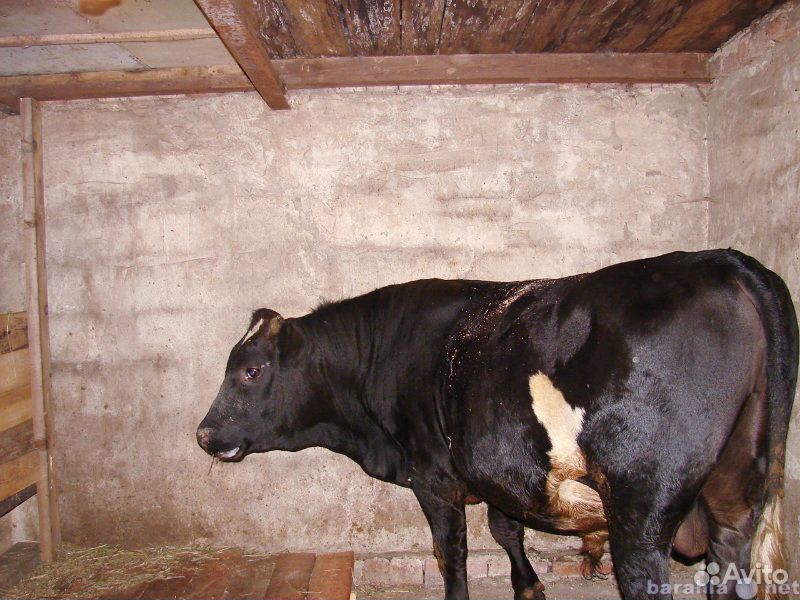 Халялное Мясо Бык телка коровы купить на Зозу.ру - фотография № 1