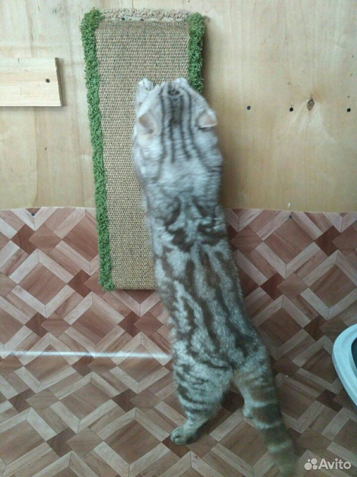 Шотландский кот для вязки купить на Зозу.ру - фотография № 4