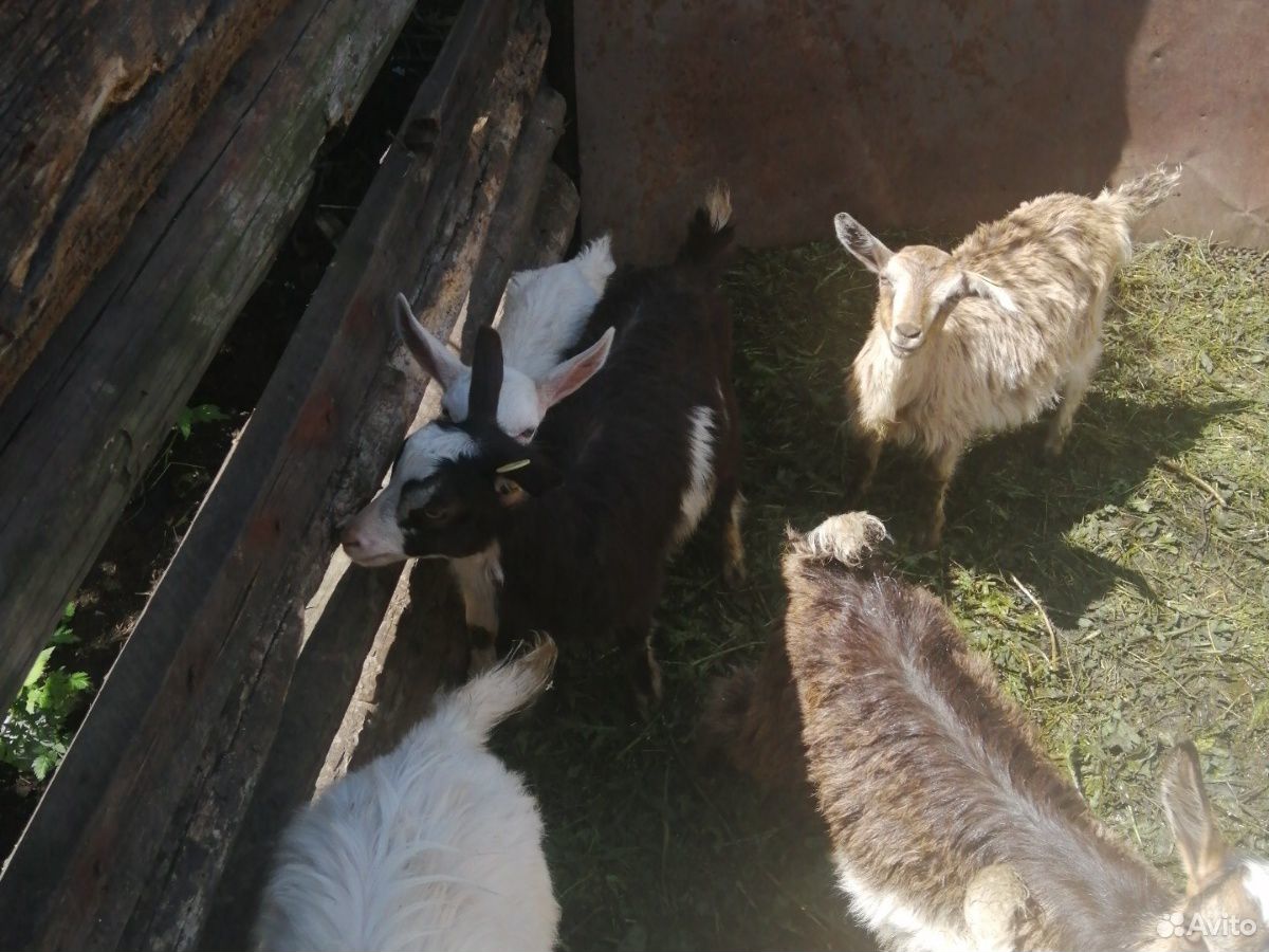 Коза двойная и восемь козлят купить на Зозу.ру - фотография № 9