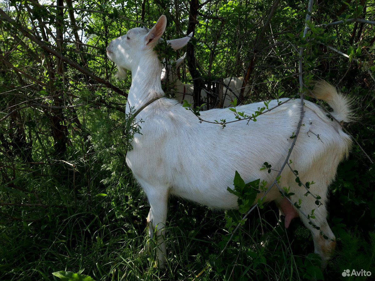 Зааненская порода купить. Зааненская порода коз. Молочная коза порода зааненская. Козы зааненской породы фото. Порода коз Сибирская длинношерстная.