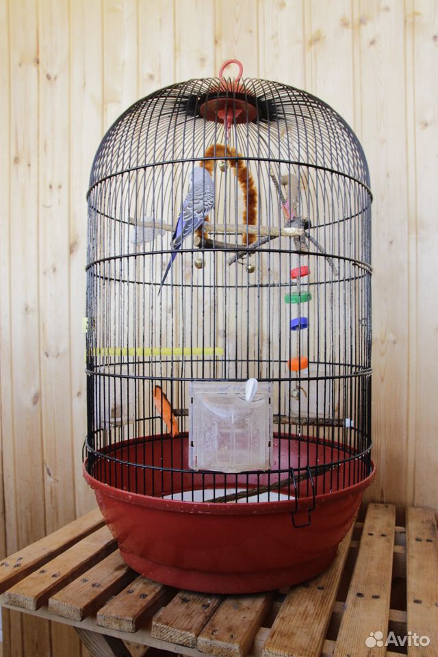 Большая клетка с волнистым попугаем купить на Зозу.ру - фотография № 1