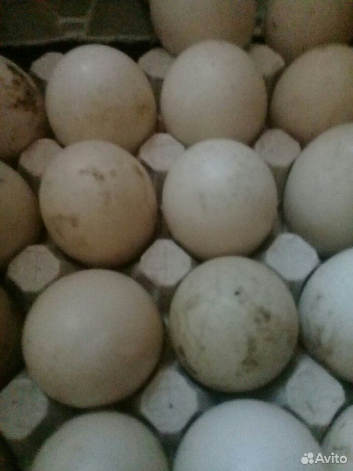 Яйца птиц купить на Зозу.ру - фотография № 2