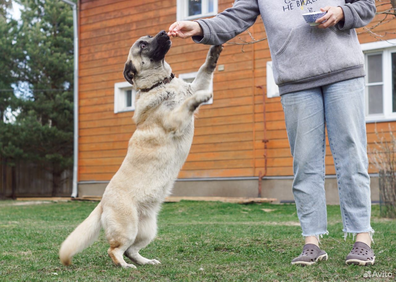 Бусина собака в добрые руки купить на Зозу.ру - фотография № 1