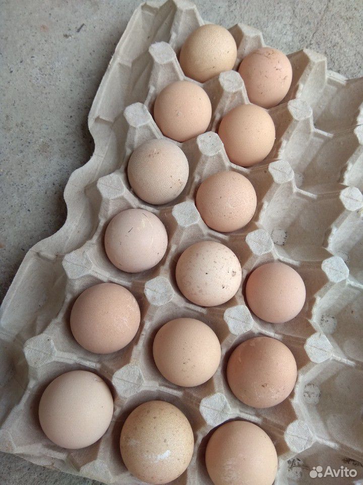 Инкубационное яйцо цесарки купить на Зозу.ру - фотография № 2