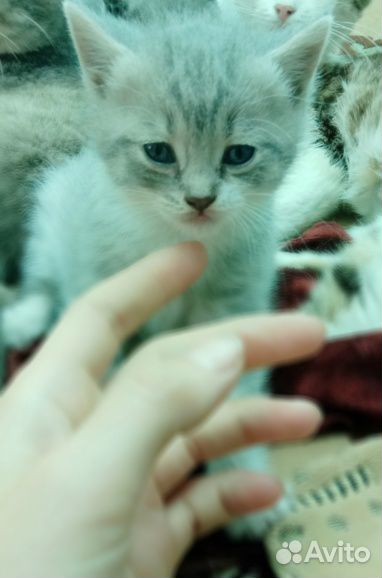 Котенок-девочка купить на Зозу.ру - фотография № 1