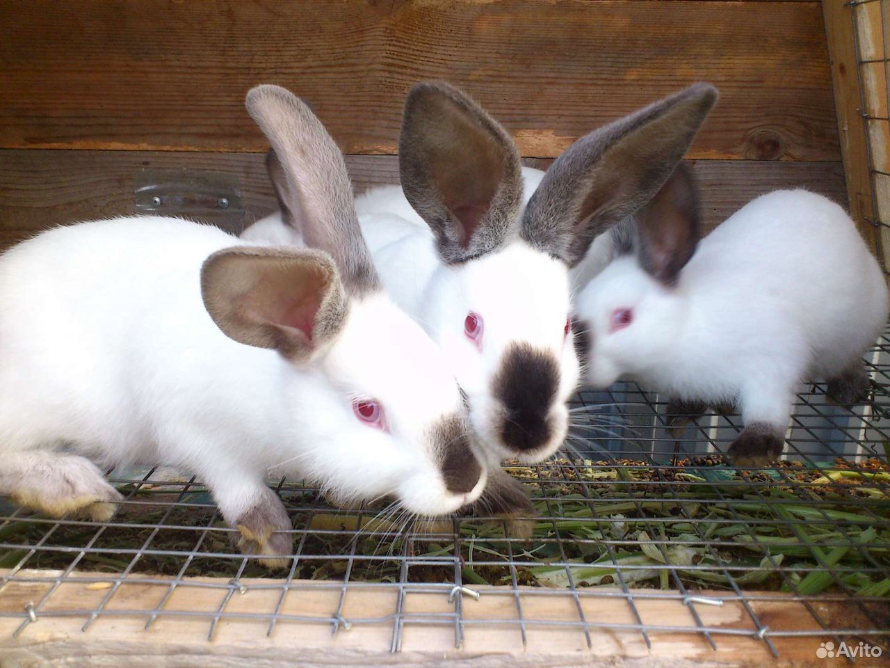 Кролики калифорнийской породы купить на Зозу.ру - фотография № 5