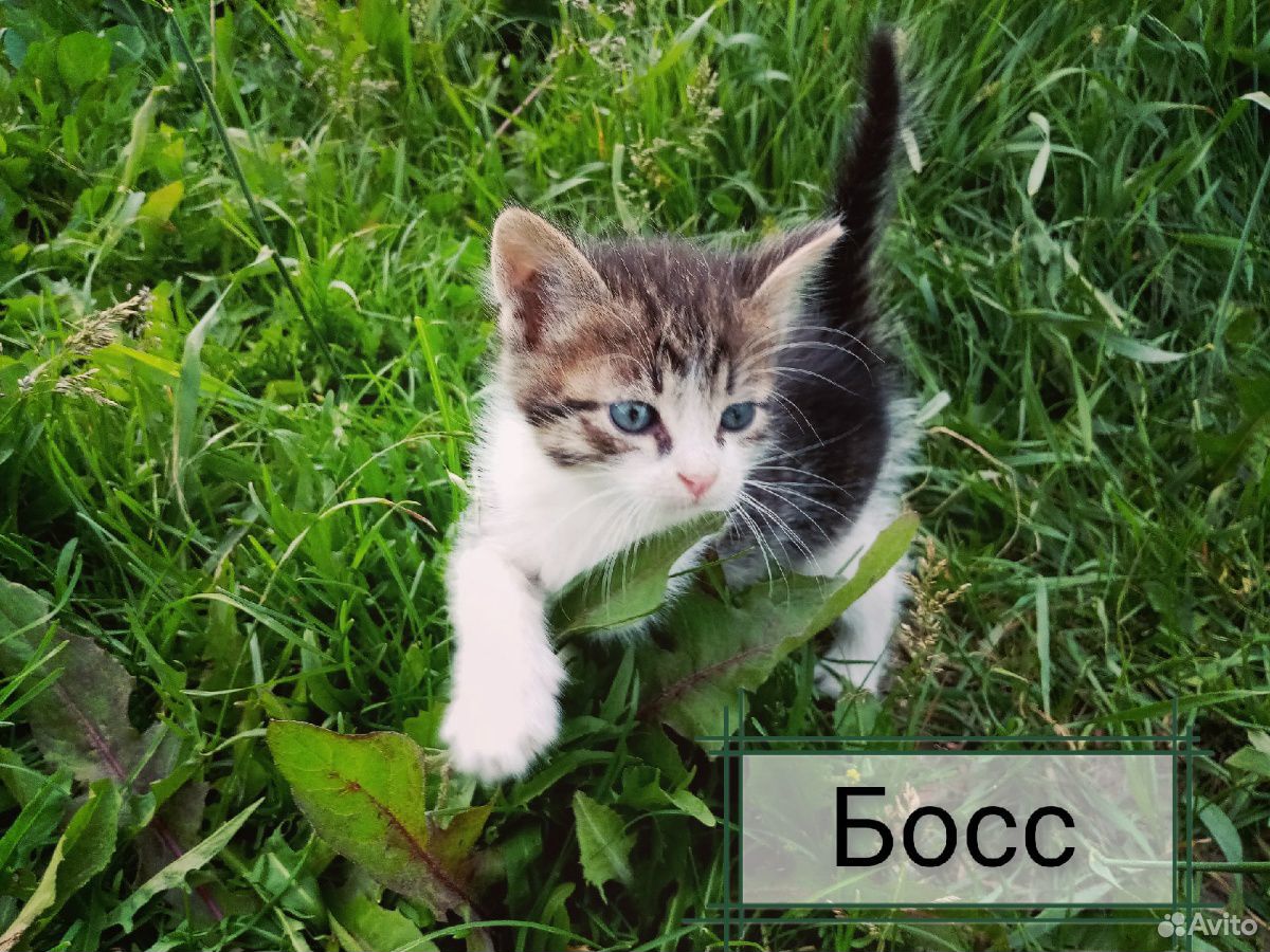 Котята в поисках дома купить на Зозу.ру - фотография № 2