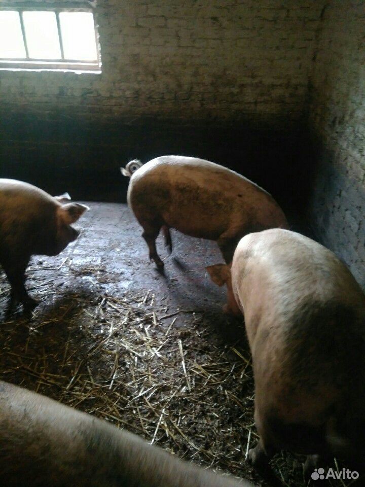 Свиньи свиноматки купить на Зозу.ру - фотография № 4