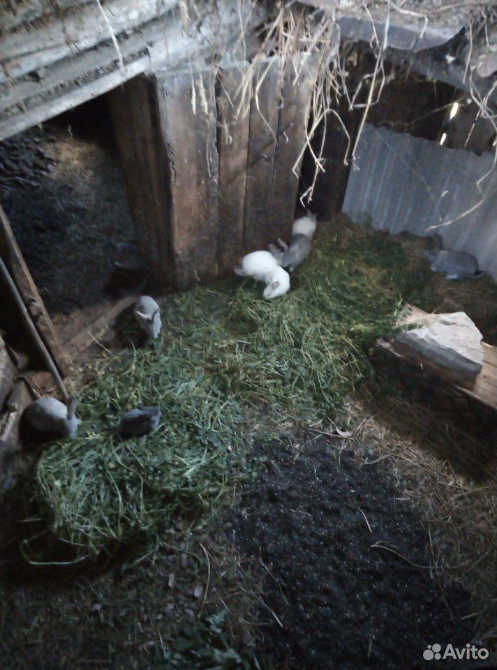 Кролики 3,5х месячные купить на Зозу.ру - фотография № 8