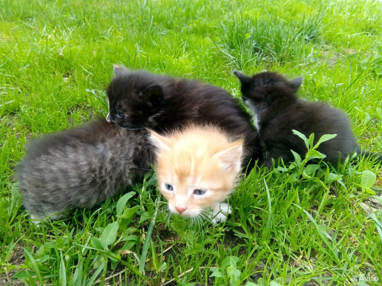 Котята родились 21 мая купить на Зозу.ру - фотография № 2