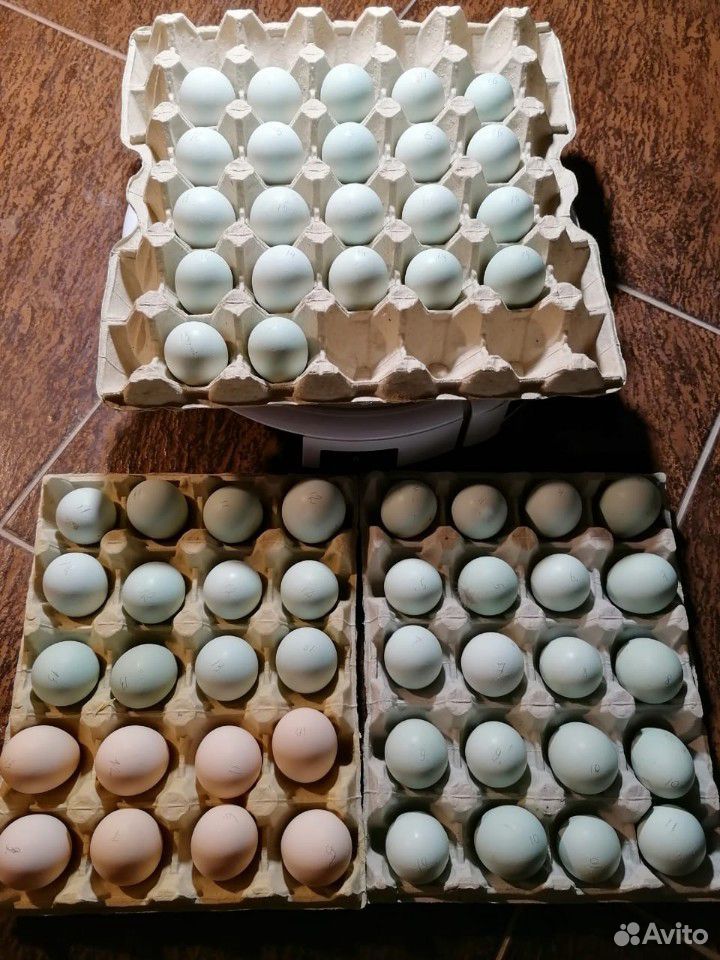 Инкубационное яйцо породы Ухейилюй купить на Зозу.ру - фотография № 1