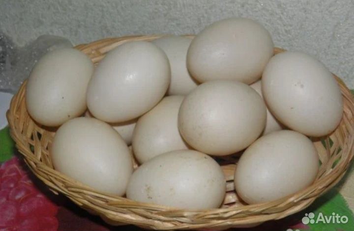 Индоутята коричневые. Яйца инкубационные купить на Зозу.ру - фотография № 5