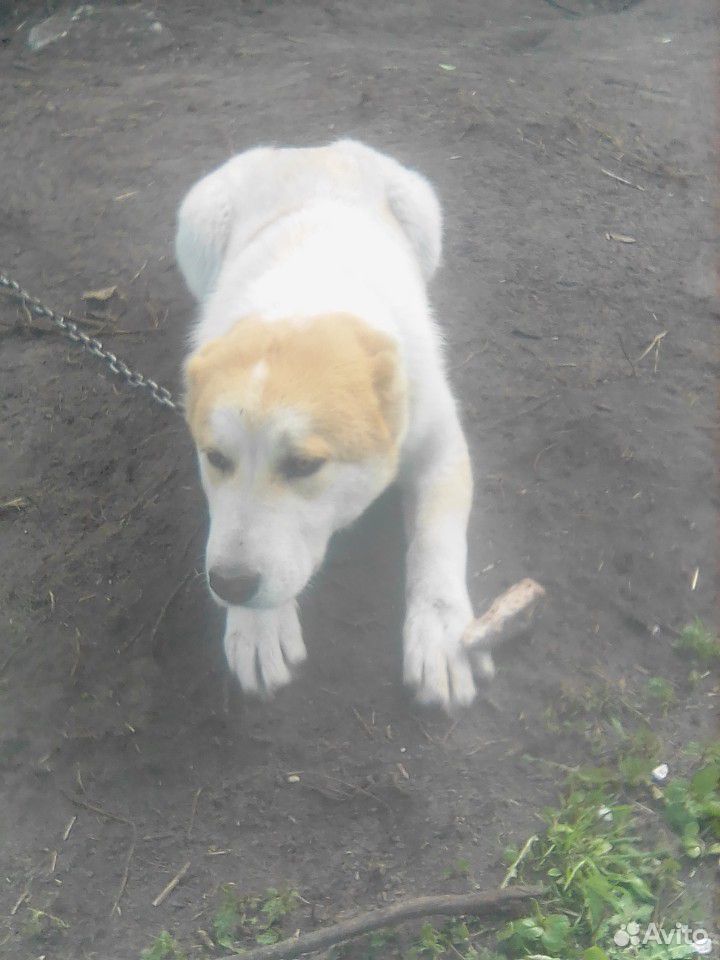 Собака алабай (сука,7 мес), родители с родословной купить на Зозу.ру - фотография № 2