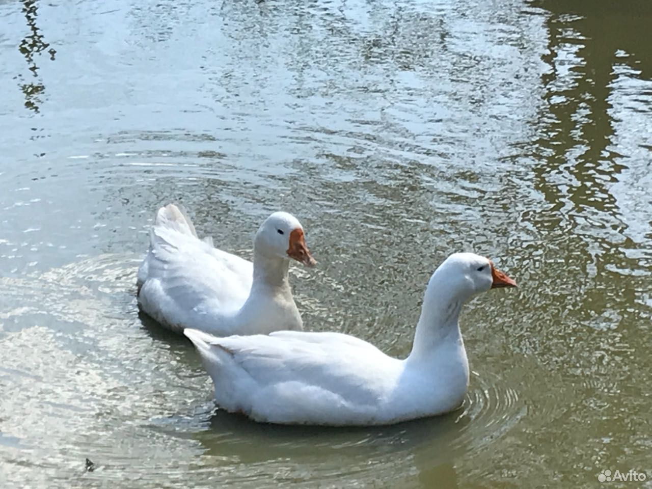 Милые утята. Гусь и утка. Гуси кролики. Цыпленок на белом фоне. Утята.