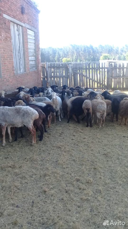 Продам овец разных возрастов купить на Зозу.ру - фотография № 1