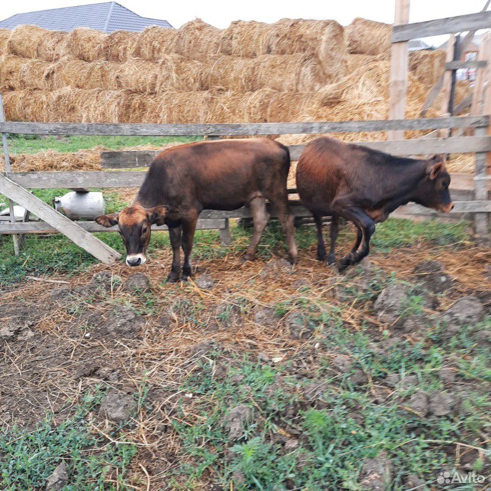 Коровы телки купить на Зозу.ру - фотография № 9