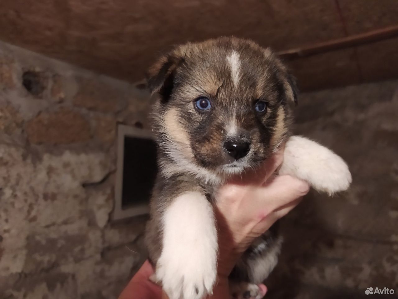 Щенок 2 месяца не ест кашу