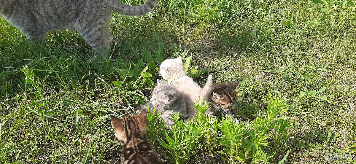 Котята от домашней кошечки купить на Зозу.ру - фотография № 5