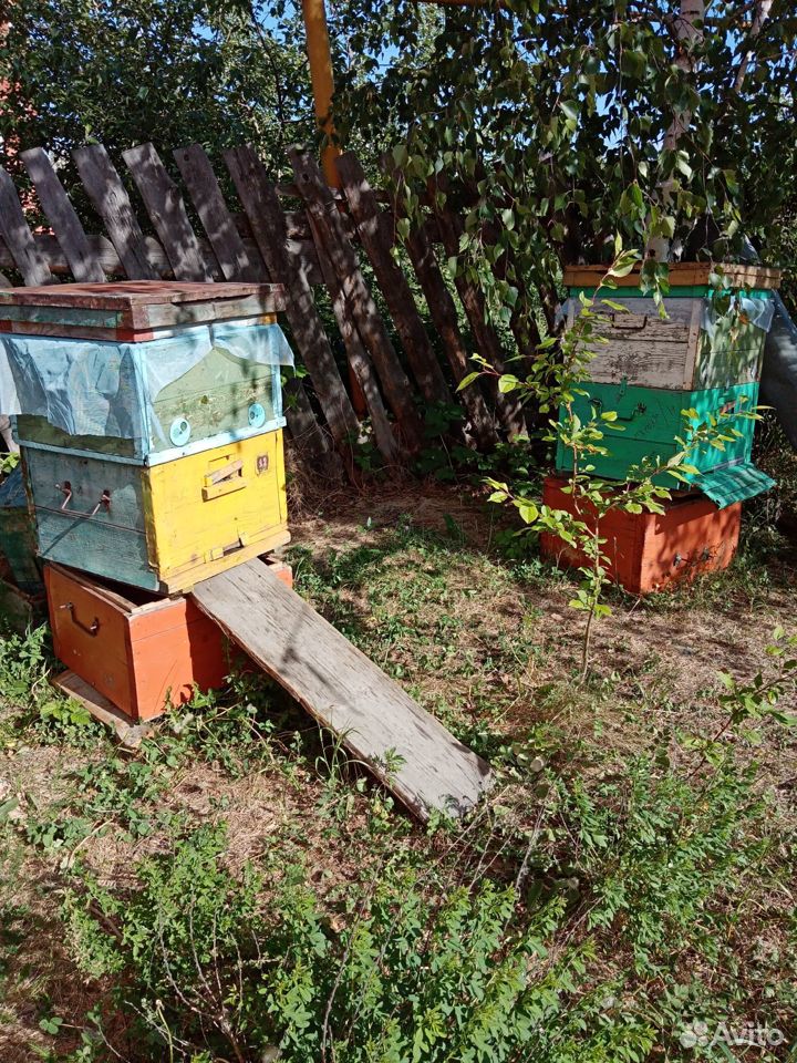Продам пчел купить на Зозу.ру - фотография № 4