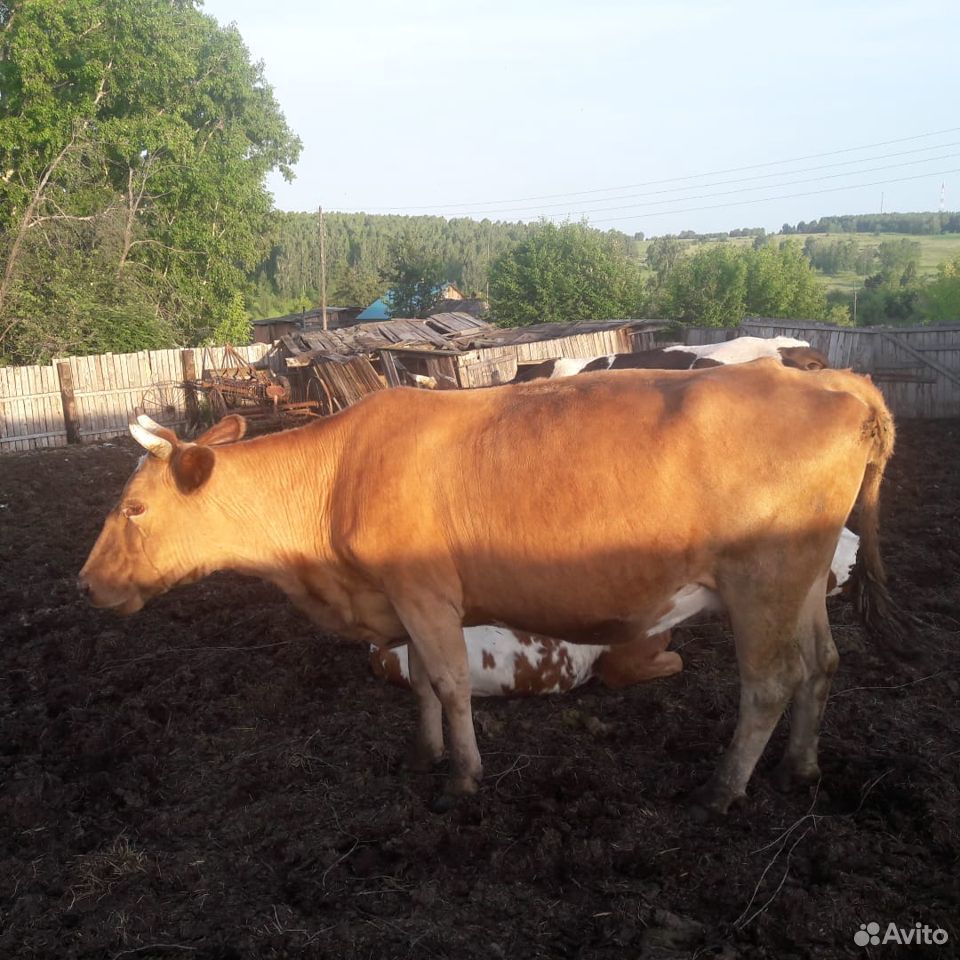 Продам корову и молодняк на мясо купить на Зозу.ру - фотография № 9