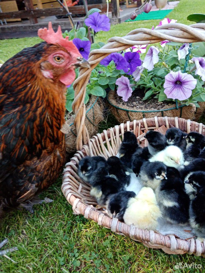 Цыплята, яйца инкубационные, петухи на племя купить на Зозу.ру - фотография № 3