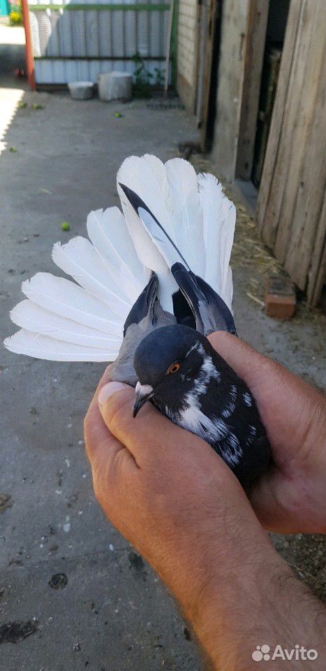 Никалаевские голуби купить на Зозу.ру - фотография № 2