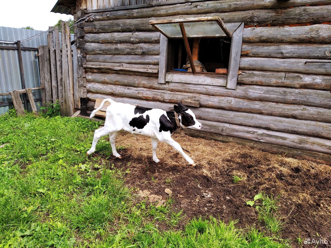 Телята на корову купить на Зозу.ру - фотография № 8