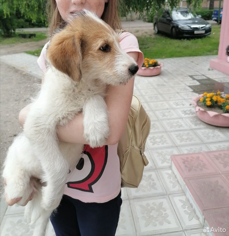 Собаки. бесплатно купить на Зозу.ру - фотография № 1