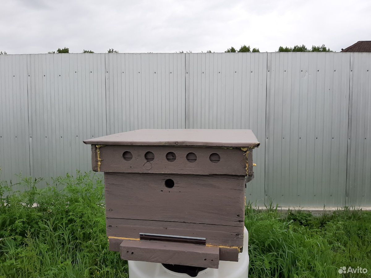 Пчелы с ульями купить на Зозу.ру - фотография № 2