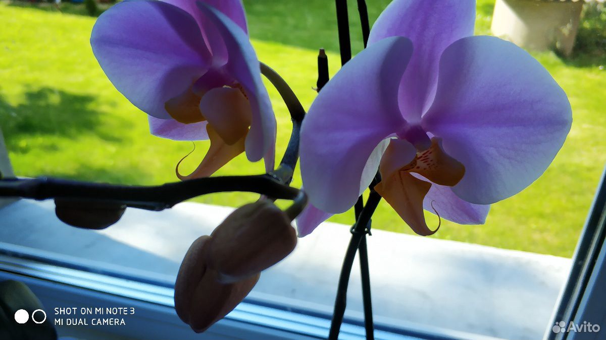 Домашние орхидеи купить на Зозу.ру - фотография № 2