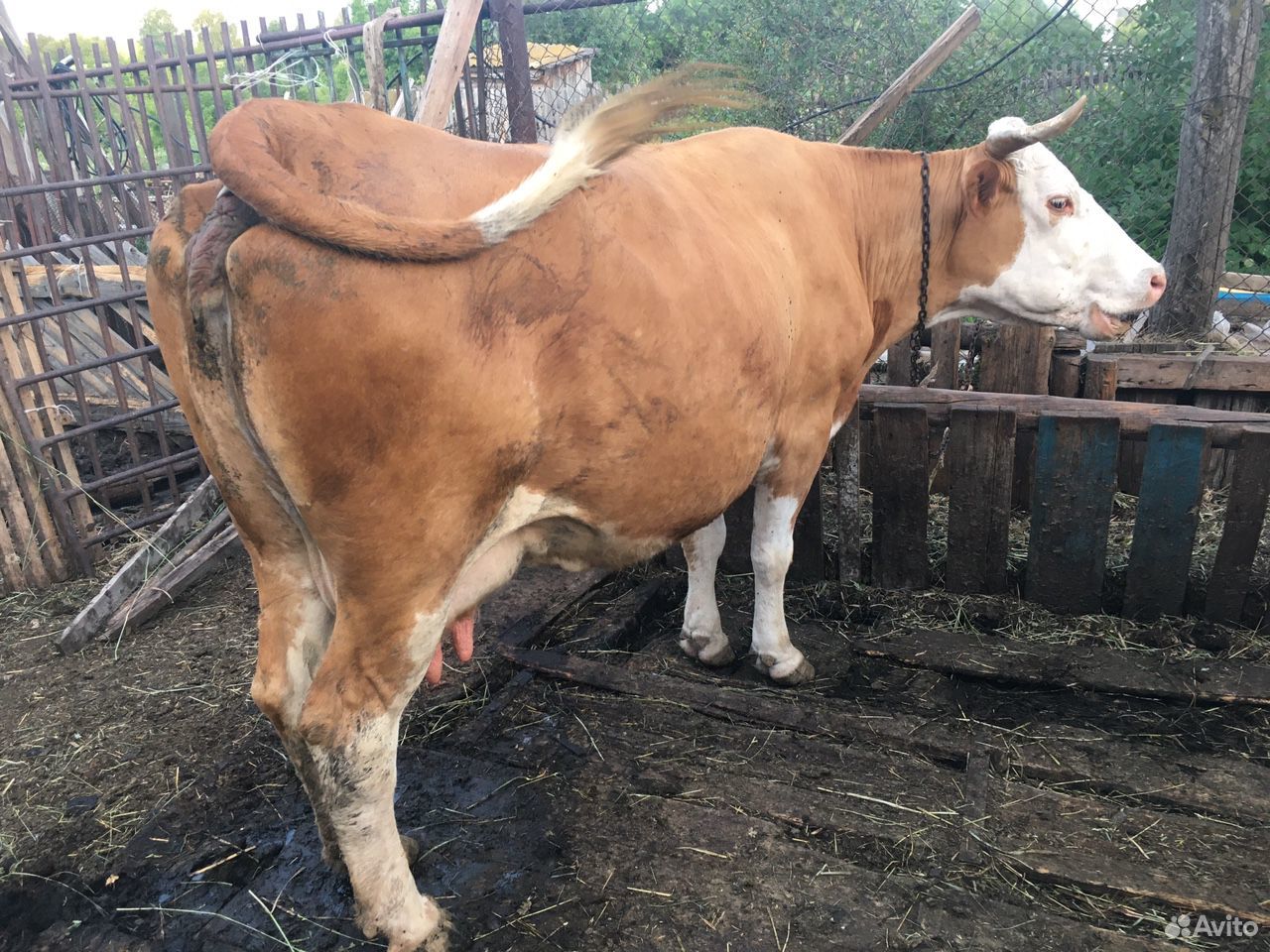 Продается дойная молочная корова купить на Зозу.ру - фотография № 3